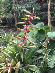 Tillandsia fendleri