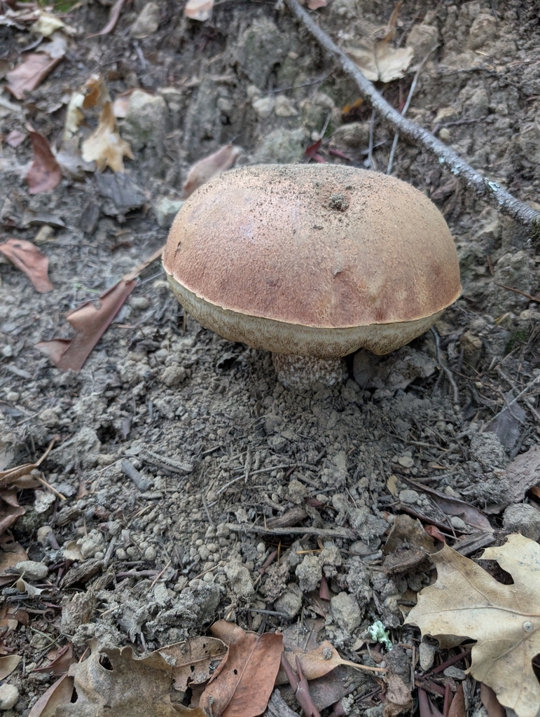 Leccinum manzanitae · December 2025 · photo: © elliot45 (iNaturalist, cc-by)