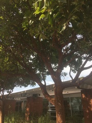 Arbutus × andrachnoides