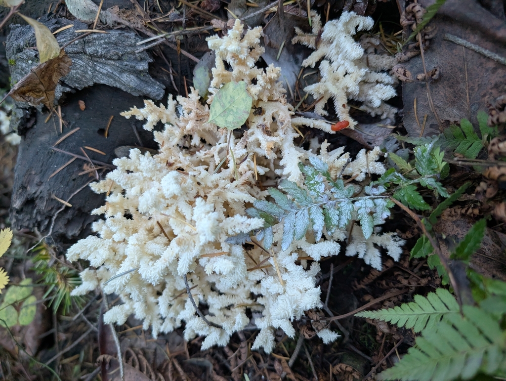 Hericium coralloides · December 2025 · photo: © elliot45 (iNaturalist, cc-by)