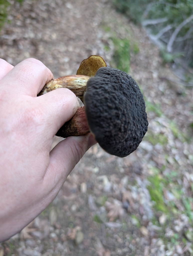 Xerocomellus atropurpureus · December 2025 · photo: © elliot45 (iNaturalist, cc-by)