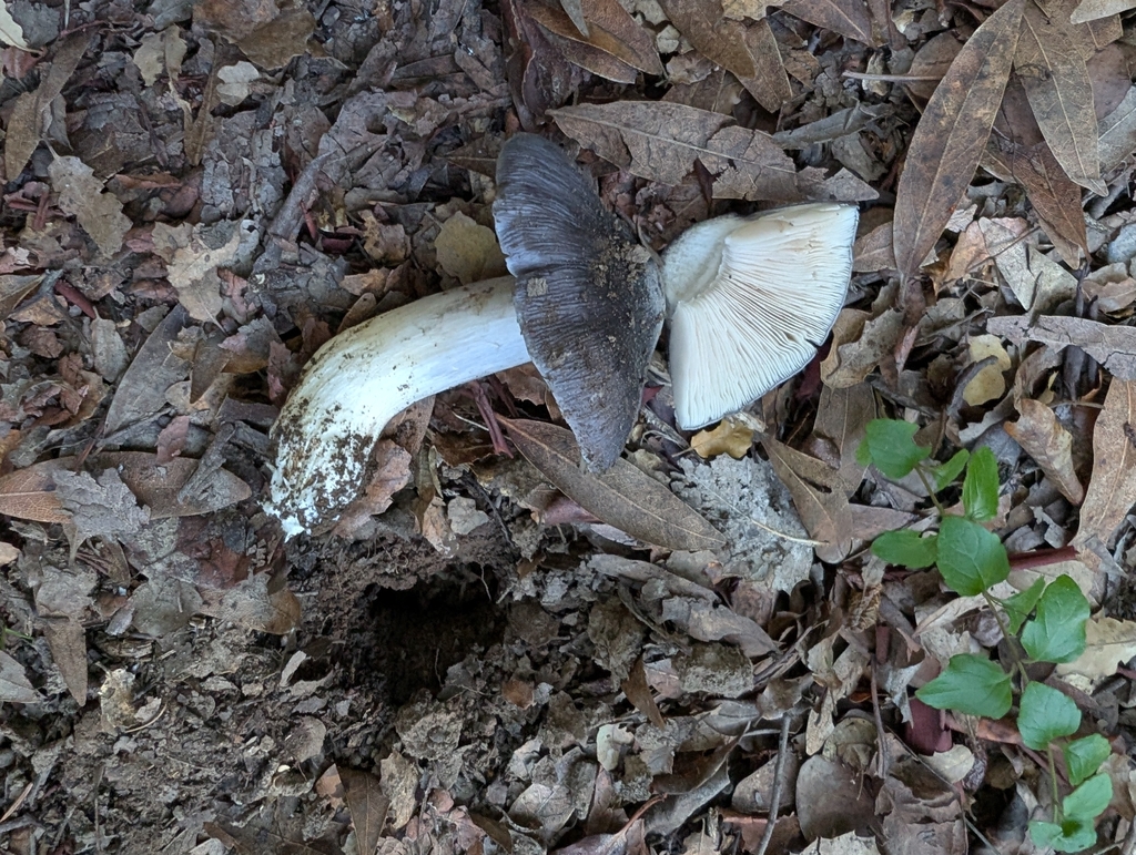 Entoloma medianox · December 2025 · photo: © elliot45 (iNaturalist, cc-by)