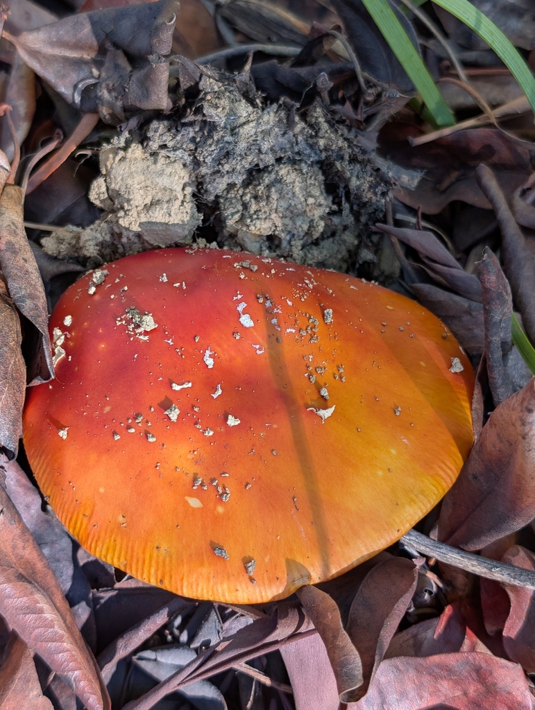 Amanita muscaria flavivolvata · December 2025 · photo: © elliot45 (iNaturalist, cc-by)