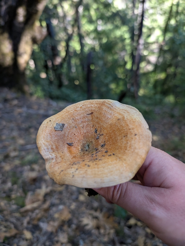 Lactarius rubrilacteus · December 2025 · photo: © elliot45 (iNaturalist, cc-by)