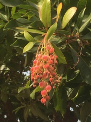 Arbutus × andrachnoides