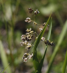 Anthoxanthum glabrum
