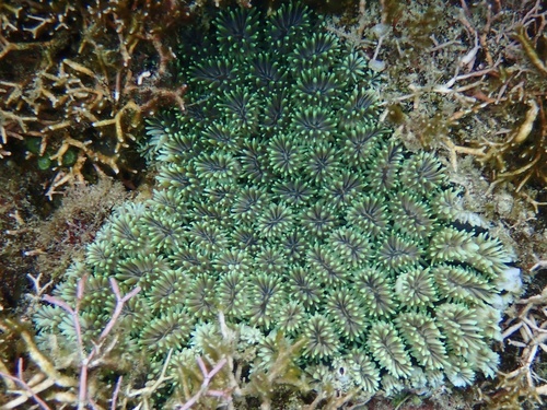 Photo of Galaxy coral (Galaxea fascicularis)