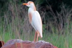 Bubulcus ibis image