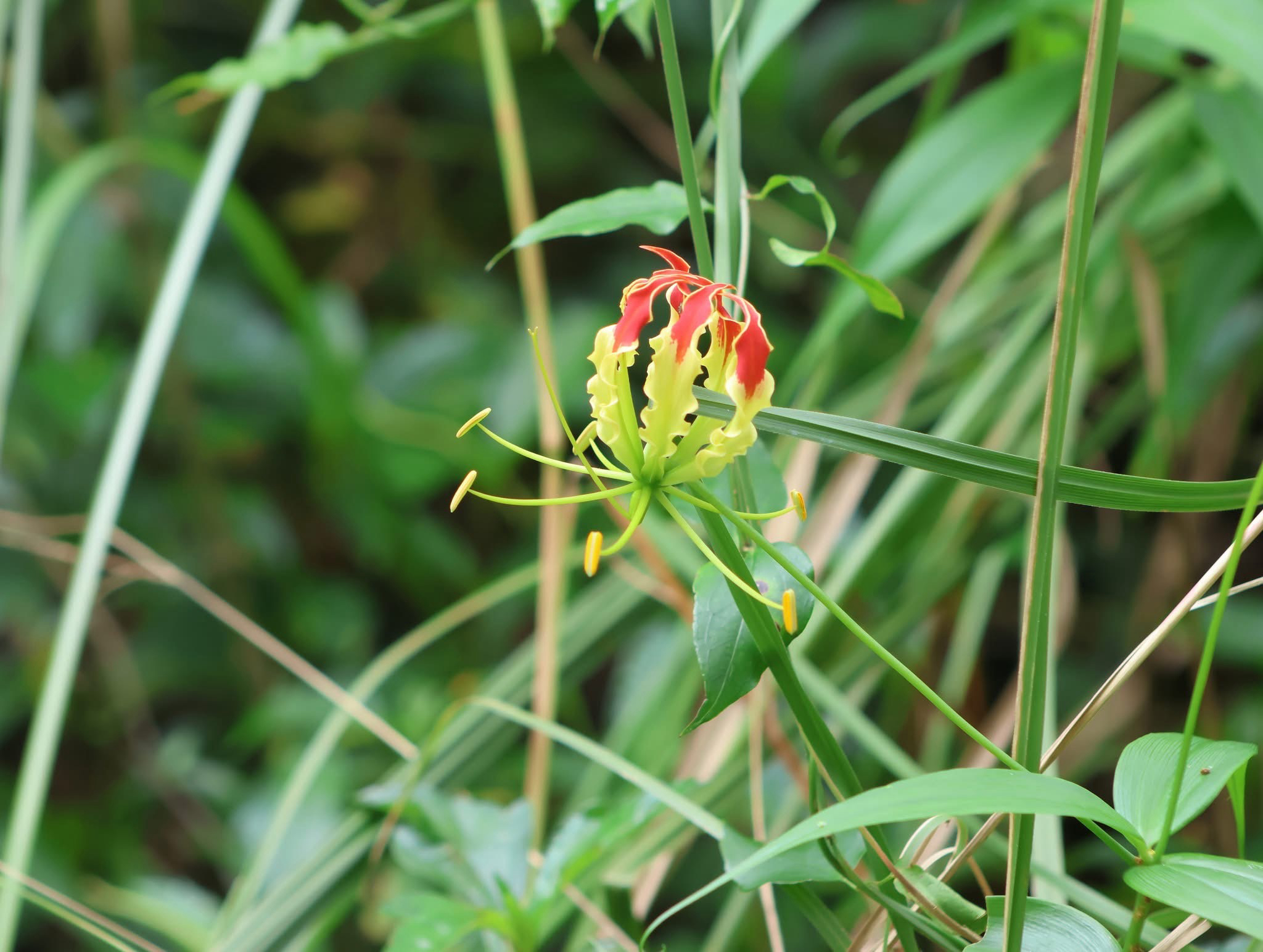 Gloriosa superba (Gloriosa superba)