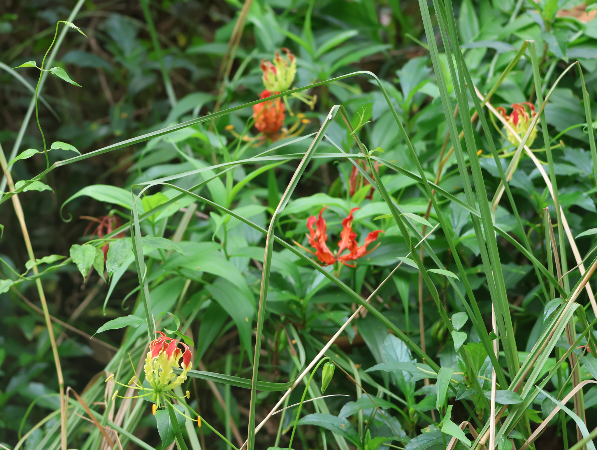 Gloriosa superba — ảnh 2