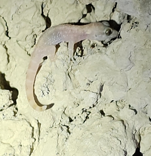Leaf-toed Geckos