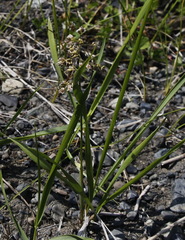 Anthoxanthum glabrum