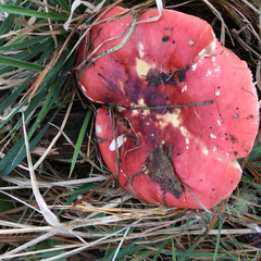 Russula californiensis