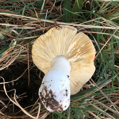 Russula californiensis
