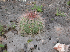 Melocactus intortus