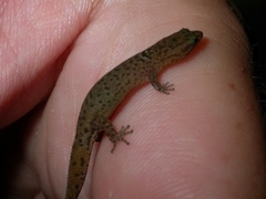 Sphaerodactylus parvus