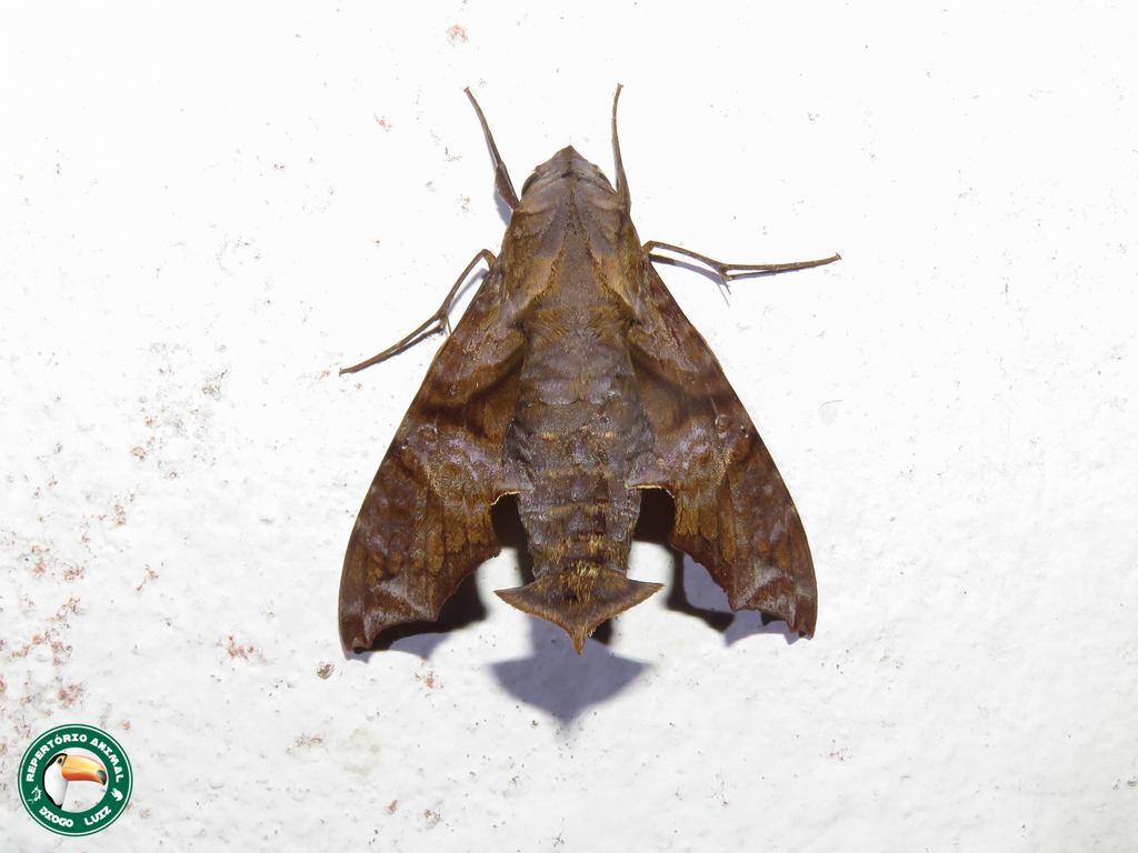 Nyceryx coffaeae