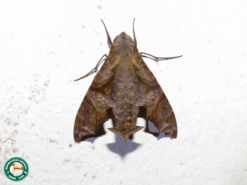 Nyceryx coffaeae
