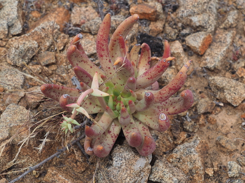 White-Flower Liveforever (Dudleya albiflora)