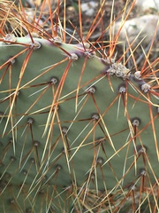 Opuntia × curvispina