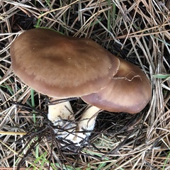 Rhodocollybia badiialba
