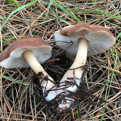 Rhodocollybia badiialba