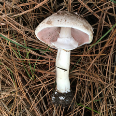Pseudochitonia