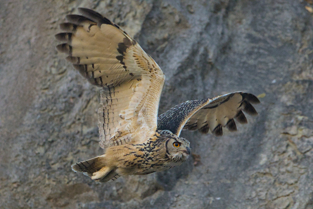 Rock Eagle-Owl