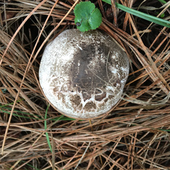 Pseudochitonia