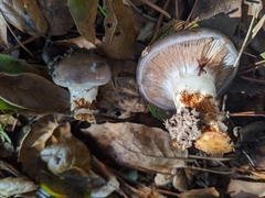 Cortinarius cylindripes