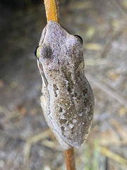 Litoria adelaidensis
