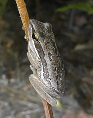 Litoria adelaidensis