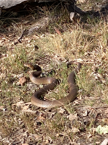 Eastern Brown Snake sighting