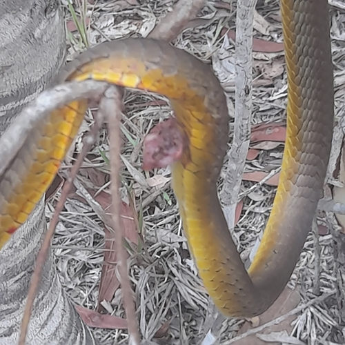 Common Tree Snake sighting