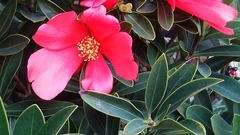 Camellia azalea