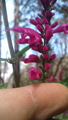 Salvia iodantha