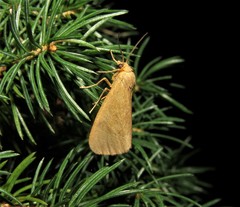 Virbia opella