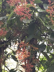 Palicourea thyrsiflora