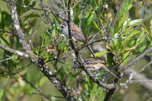 Bridled Sparrow (Peucaea mystacalis), photo 4