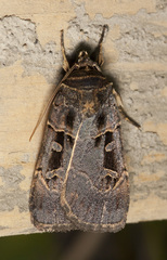 Pseudohermonassa tenuicula