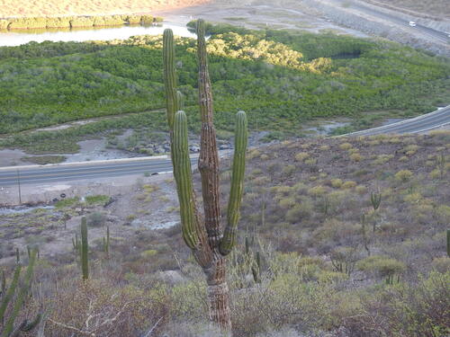 Pachycereus pringlei
