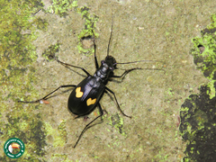 Oxycheila tristis