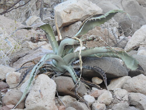 Agave roseana Trel.