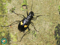 Oxycheila tristis