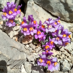 Linaria alpina alpina
