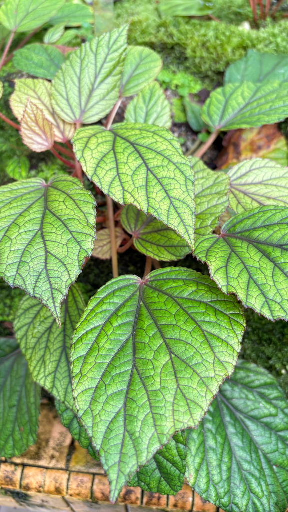 Begonia abdullahpieei