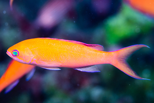 Pseudanthias thompsoni observed 2024-08-24