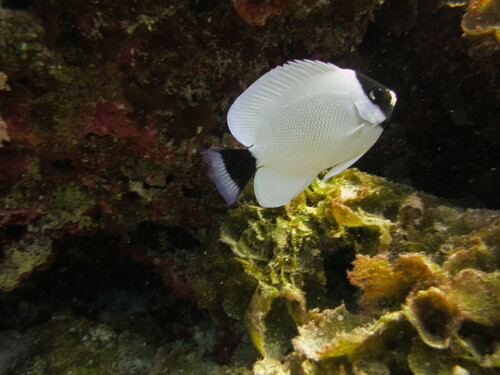Genicanthus personatus observed 2015-08-08