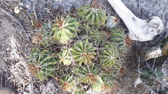 Ferocactus echidne