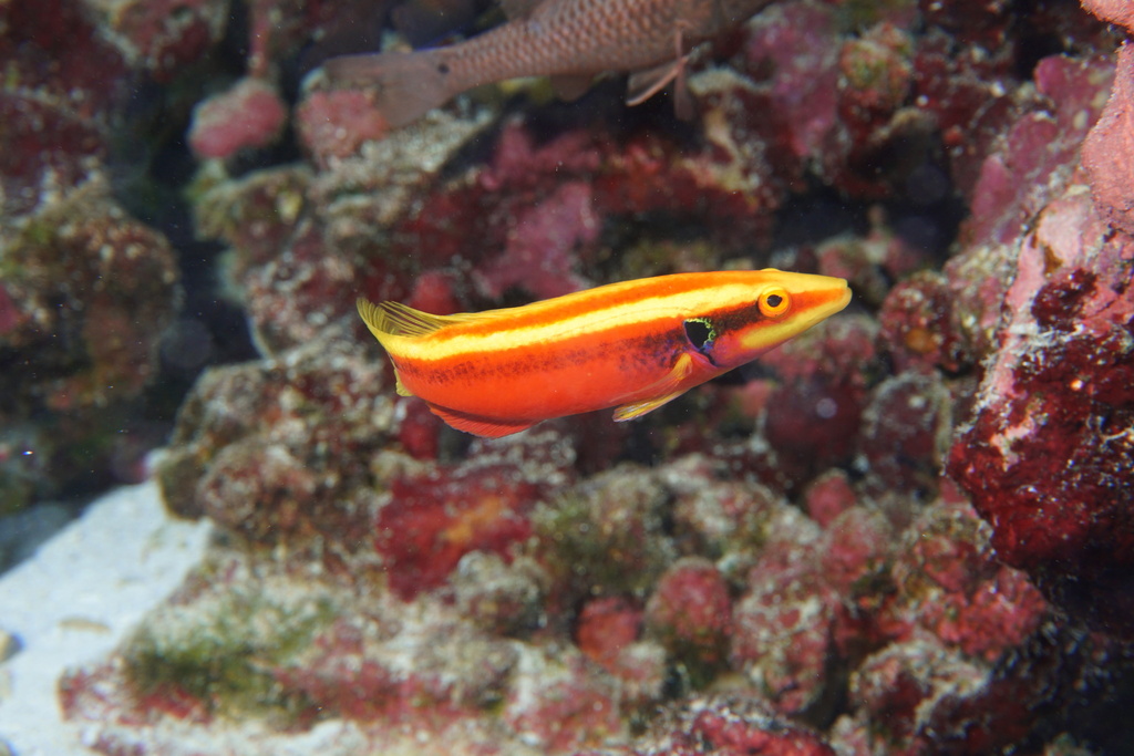 Neon hogfish (Bodianus sanguineus) — Labridae